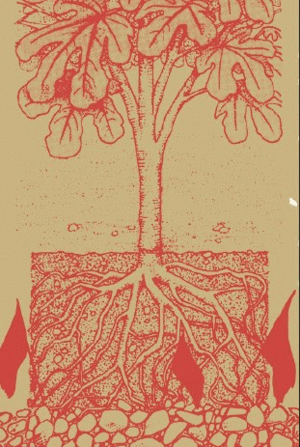 AUTONOM�A Y SUBSISTENCIA