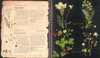 ATLAS ILUSTRADO DE PLANTAS SILVESTRES E INFUSIONES CURATIVAS